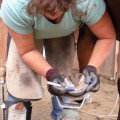 Endorsement of Applied Equine Podiatry