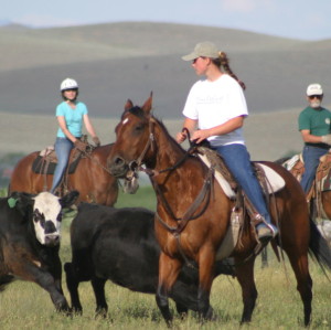 Working Cows